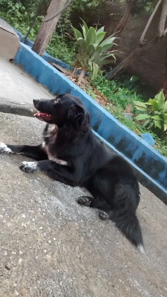 Cachorro raça Border Colen  idade 1 ano nome Cotochês 