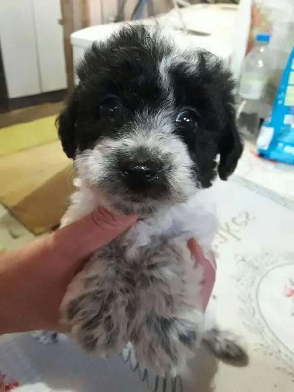 Cachorro ra a Poodle com vira-lata idade Abaixo de 2 meses nome Sem nome