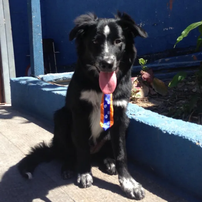 Cachorro raça Border Colen  idade 1 ano nome Cotochês 