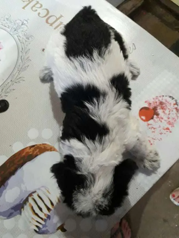 Cachorro ra a Poodle com vira-lata idade Abaixo de 2 meses nome Sem nome
