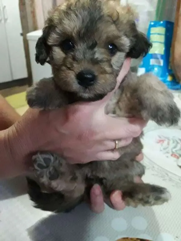 Cachorro ra a Poodle com vira-lata idade Abaixo de 2 meses nome Sem nome