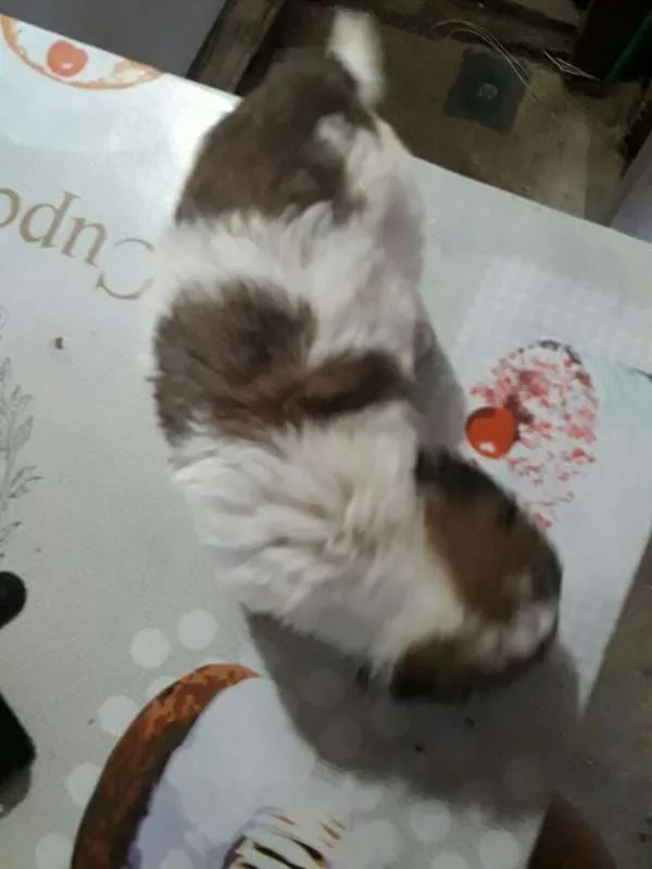 Cachorro ra a Poodle com vira-lata idade Abaixo de 2 meses nome Sem nome