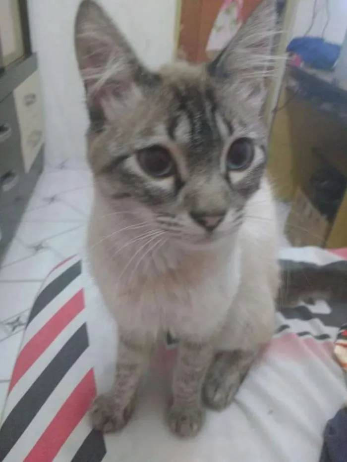 Gato ra a Rajado idade 7 a 11 meses nome Jhony 