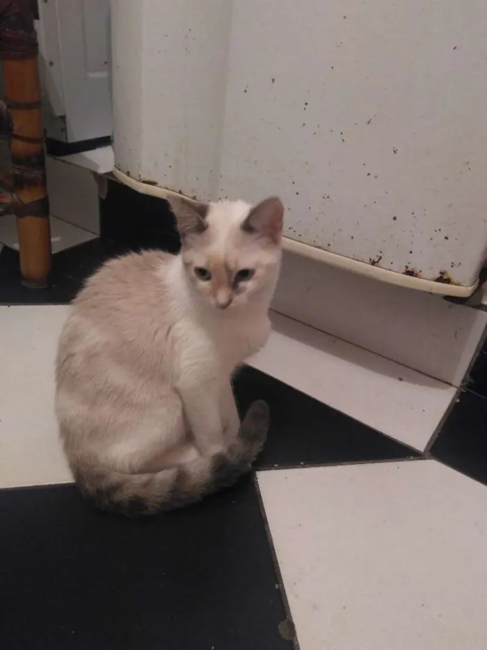 Gato ra a Não sei  idade 2 a 6 meses nome Marry