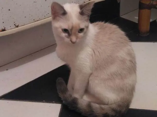Gato ra a Não sei  idade 2 a 6 meses nome Marry