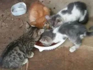 Gato raça Srd idade 2 a 6 meses nome Nao tem