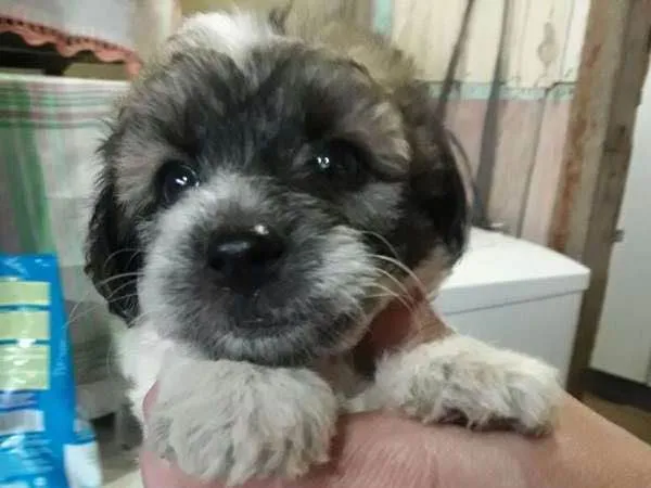 Cachorro ra a Poodle com vira-lata idade Abaixo de 2 meses nome Sem nome