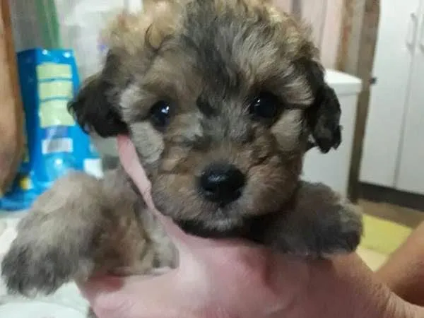 Cachorro ra a Poodle com vira-lata idade Abaixo de 2 meses nome Sem nome
