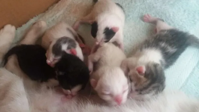 Gato ra a  idade Abaixo de 2 meses nome sem nomes