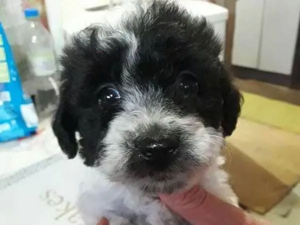 Cachorro ra a Poodle com vira-lata idade Abaixo de 2 meses nome Sem nome