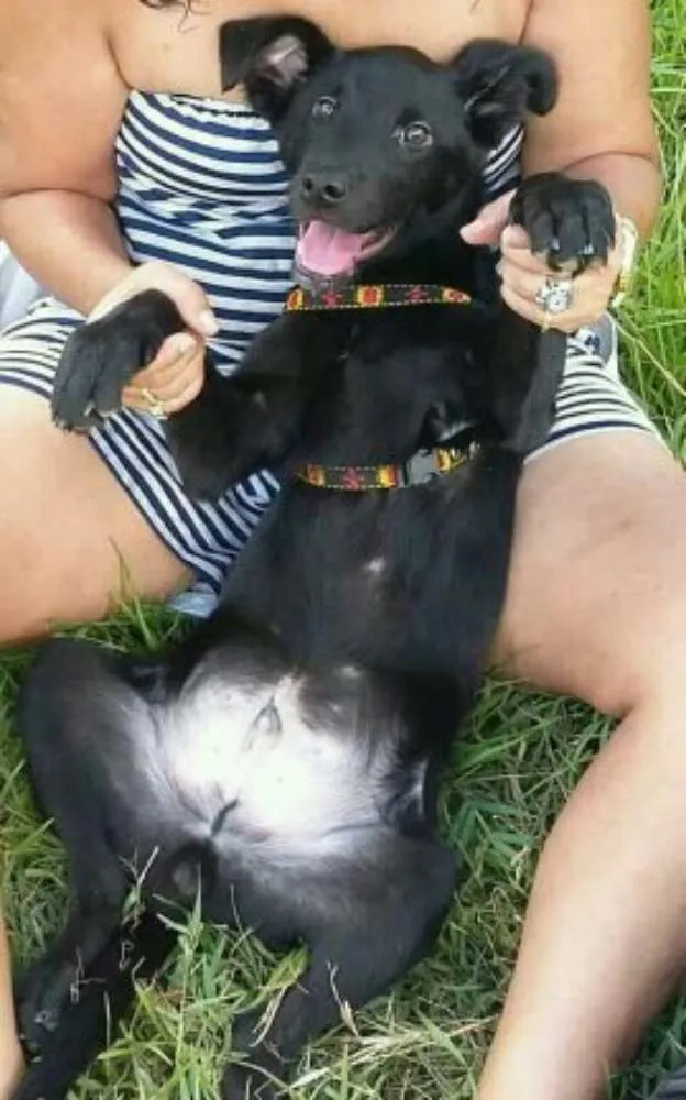 Cachorro raça Sem raça definida idade 2 a 6 meses nome LAYON 