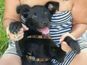 Cachorro raça Sem raça definida idade 2 a 6 meses nome LAYON 