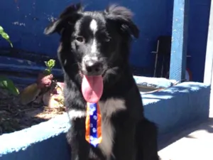 Cachorro raça Border Colen  idade 1 ano nome Cotochês 