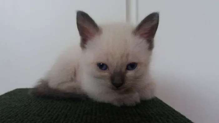 Gato ra a  idade Abaixo de 2 meses nome sem nomes