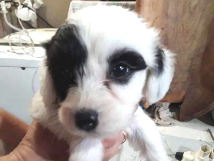 Cachorro ra a Poodle com vira-lata idade Abaixo de 2 meses nome Sem nome