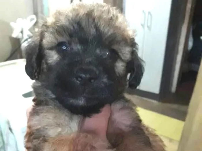 Cachorro ra a Poodle com vira-lata idade Abaixo de 2 meses nome Sem nome