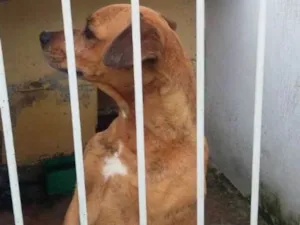 Cachorro raça Vira-lata com Boxer idade 3 anos nome Marry