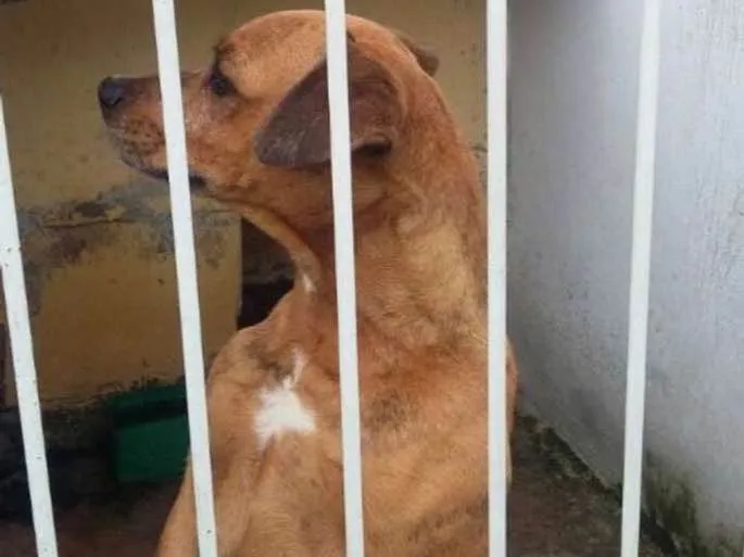 Cachorro ra a Vira-lata com Boxer idade 3 anos nome Marry