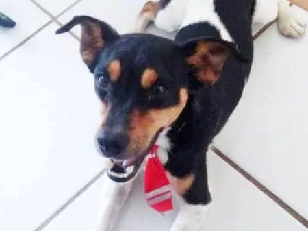Cachorro ra a Fox paulistinha idade 2 anos nome Hamburguinho