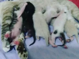 Gato raça Sem raça definida idade 2 a 6 meses nome Ainda sem nomes