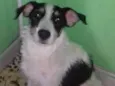 Mel