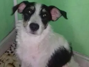 Cachorro raça Vira Latas idade 2 anos nome Mel