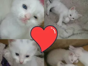 Gato raça vira-lata  idade Abaixo de 2 meses nome 2 Gatinhos 