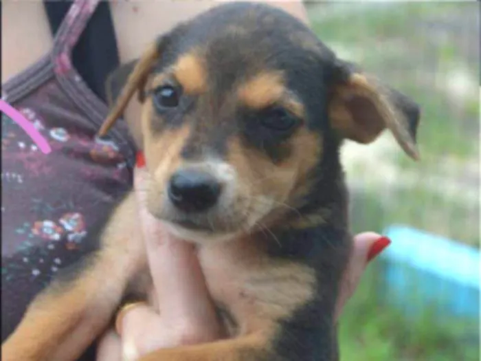 Cachorro ra a SRD idade 2 a 6 meses nome Arya