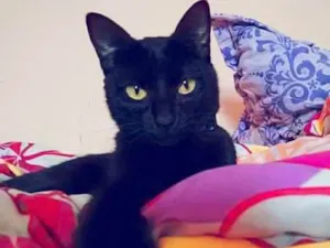 Gato raça Viralata idade 3 anos nome Oswaldo