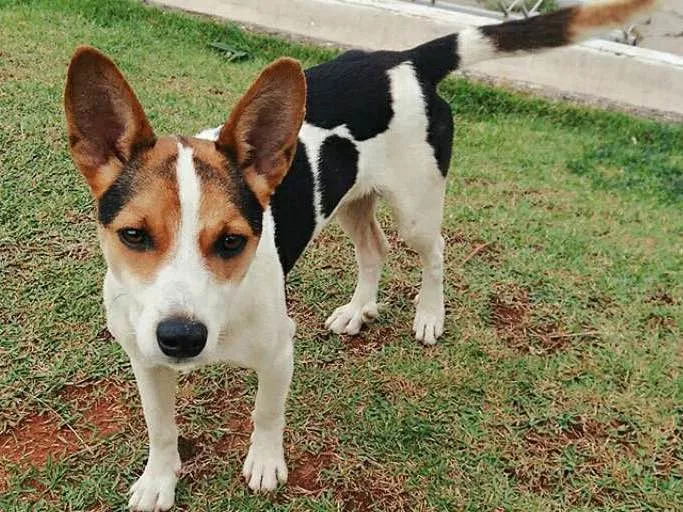 Cachorro ra a SRD idade 2 anos nome sem nome