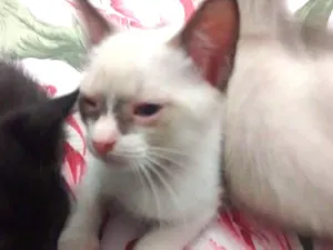 Gato raça  idade 2 a 6 meses nome Pennywise