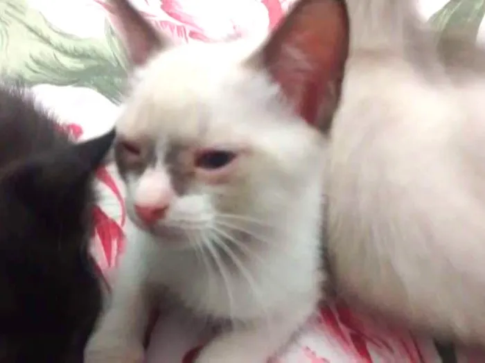 Gato ra a  idade 2 a 6 meses nome Pennywise