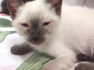 Gato raça  idade 2 a 6 meses nome Leia Organa