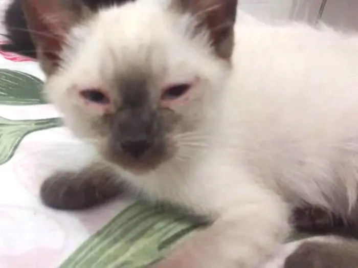 Gato ra a  idade 2 a 6 meses nome Leia Organa