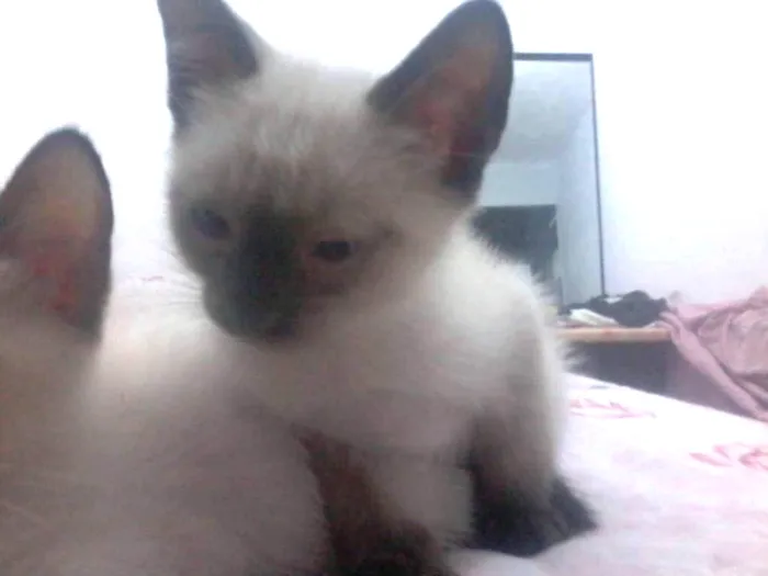 Gato ra a  idade 2 a 6 meses nome Luke Skywalker