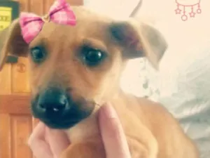 Cachorro raça Nao definida idade Abaixo de 2 meses nome Marsha