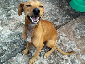 Cachorro raça Não sei idade  nome Não sei
