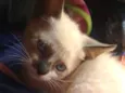 Gatos filhotes