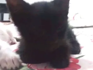 Gato raça  idade 2 a 6 meses nome Anakin Skywalker