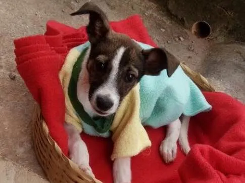 Cachorro ra a SRD  idade 2 a 6 meses nome Beethoven 