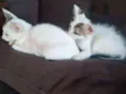 Ruth e Raquel