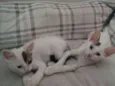 Ruth e Raquel