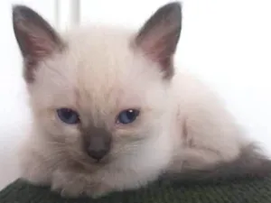 Gato raça  idade Abaixo de 2 meses nome sem nomes