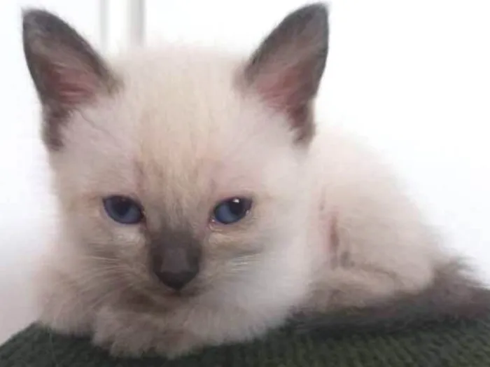 Gato ra a  idade Abaixo de 2 meses nome sem nomes