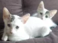 Ruth e Raquel