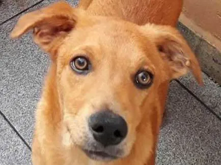 Cachorro raça Vira Latas idade 2 a 6 meses nome Caramelo