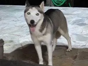 Cachorro raça husk siberiano idade 2 anos nome não sei