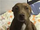 Cachorro raça Indefinida idade  nome Kiara