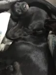 Vick