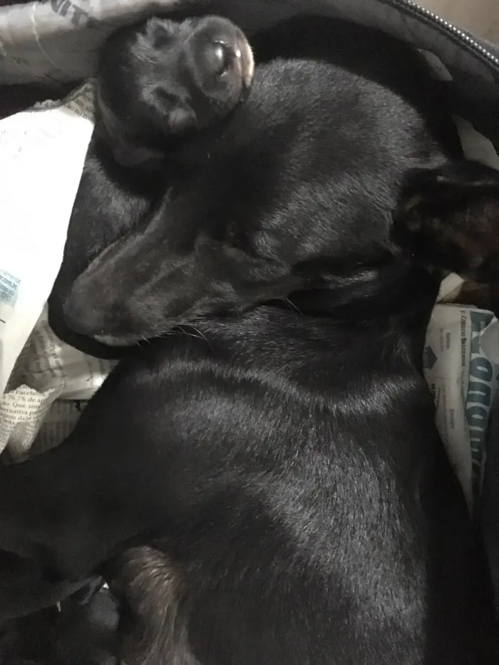 Cachorro ra a Indefinida idade  nome Vick